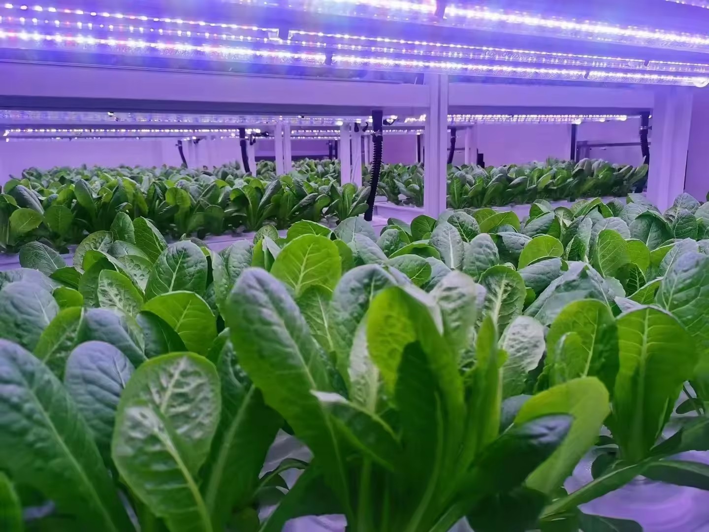 F Estufa Equipamento Agrícola  - Hydroponic Tower avaliação e preço